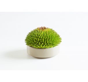 Pflanze aus Keramik - Italian Contract Design